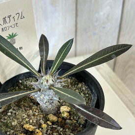 塊根植物　パキポディウム ホロンベンセ 3.5号鉢カバー付き(個体おまかせ1鉢)　コーデックス 室内園芸 おしゃれ 可愛い かわいい