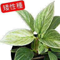 注目　矮性フィロデンドロン バーキンコンパクタ 3.5号ポット(個体おまかせ1鉢)　観葉植物 インテリアグ…
