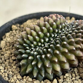 観葉植物　【個体B】ギムノカリキウム 棘無し牡丹玉 石化 2.5号(現品)　インテリアグリーン 室内園芸 おしゃれ 可愛い かわいい