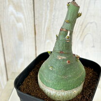 楽天市場】アデニア（観葉植物｜花・観葉植物）：花・ガーデン・DIYの通販