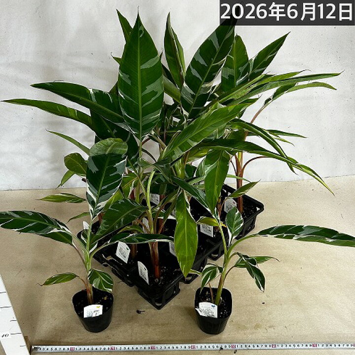 楽天市場】観葉植物 斑入りバナナ(ムサ フロリダ バリエガータ)※葉傷み