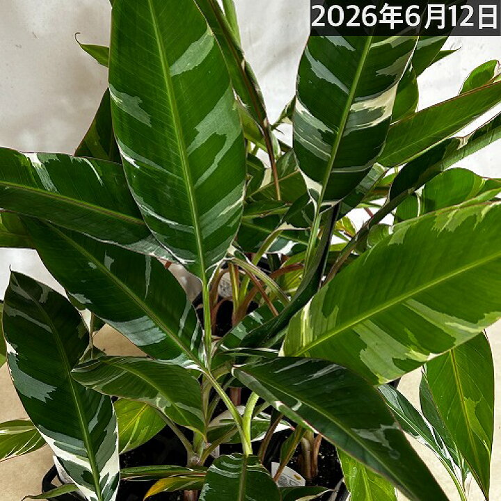 楽天市場】観葉植物 斑入りバナナ(ムサ フロリダ バリエガータ)※葉傷み
