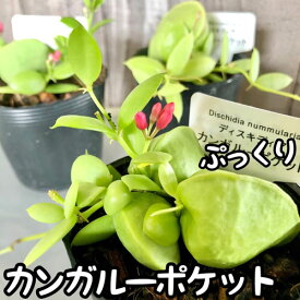 観葉植物　ディスキディア カンガルーポケット 2号　インテリア 可愛い かわいい 室内園芸 ピンク