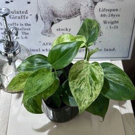 観葉植物　フィロデンドロン ヘデラカム バリエガータ 3.5号(おまかせ1鉢)　インテリアグリーン 室内園芸 オシャレ カワイイ 可愛い