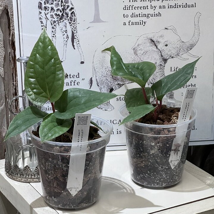 楽天市場】観葉植物 【葉傷みあり】アンスリウム ラディカンス 
