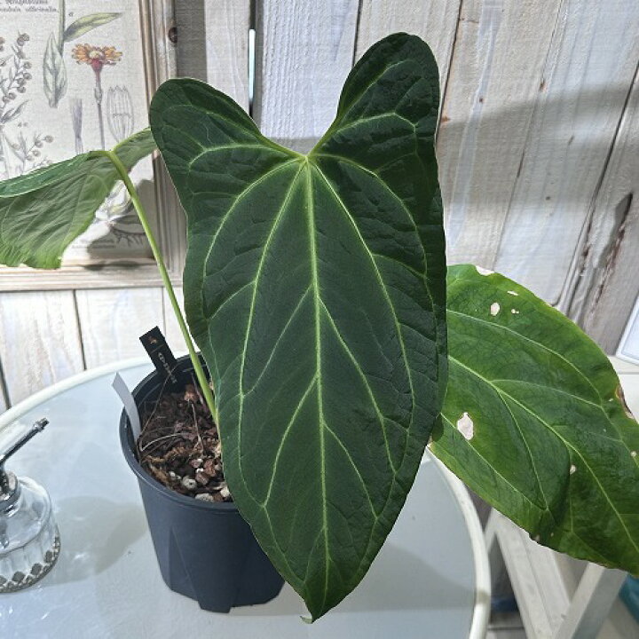 楽天市場】希少! 観葉植物 アンスリウム ベッセアエ デルタフォース 