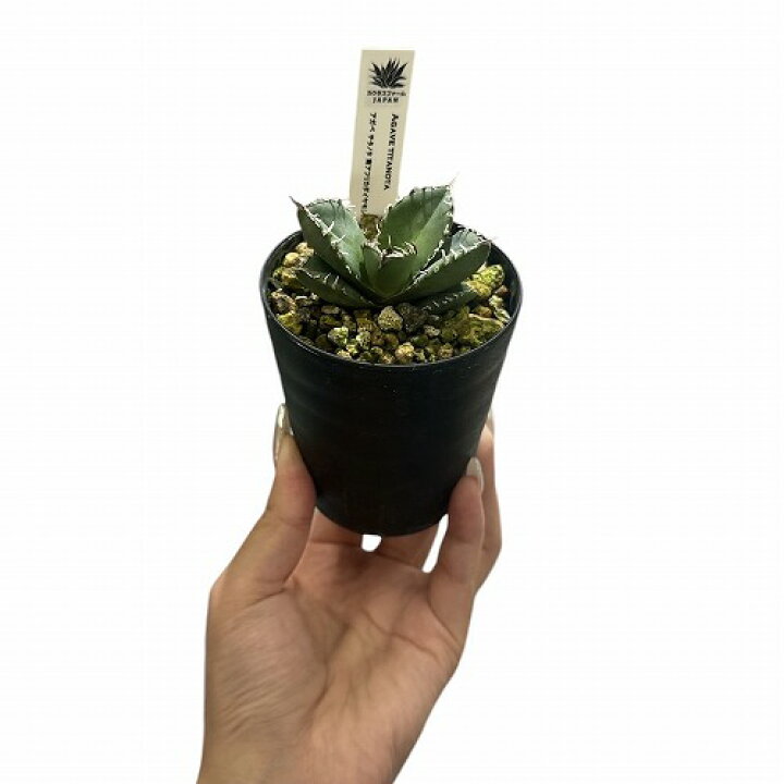 楽天市場】希少! 多肉植物 アガベ チタノタ 南アフリカ ダイヤモンド 