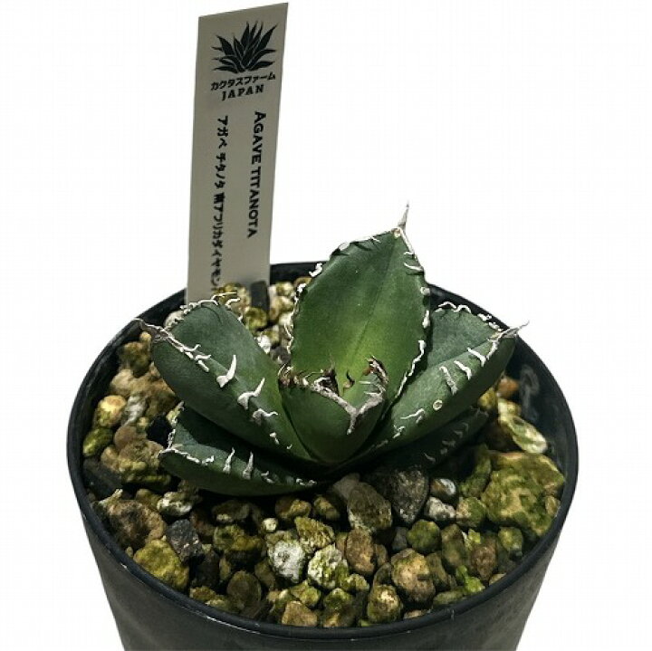 楽天市場】希少! 多肉植物 アガベ チタノタ 南アフリカ ダイヤモンド 