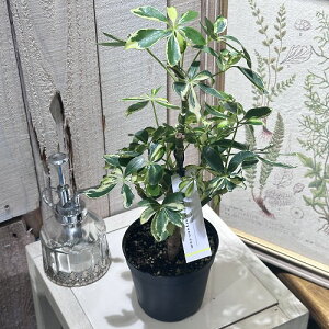 ϗtA@VFt \tBA() 3.5@CeAO[ | IV JCC 