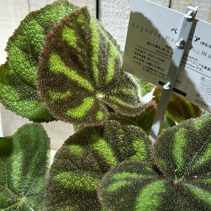 楽天市場】観葉植物 ベゴニア 根茎性 マソニアーナ マクラータ 5号 