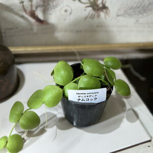 ϗtA@fBXLfBA iRbN 2.5(܂1)@CeAO[ | IV JCC 