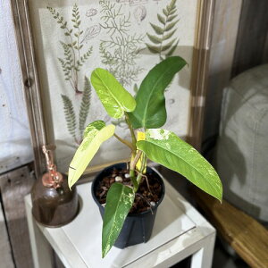 �ϗt�A���@�t�B���f���h���� �h���X�e�B�J�� �o���G�K�[�^(������) 4���X���b�g��(���i)�@�C���e���A�O���[�� �������| �I�V���� �J���C�C ����