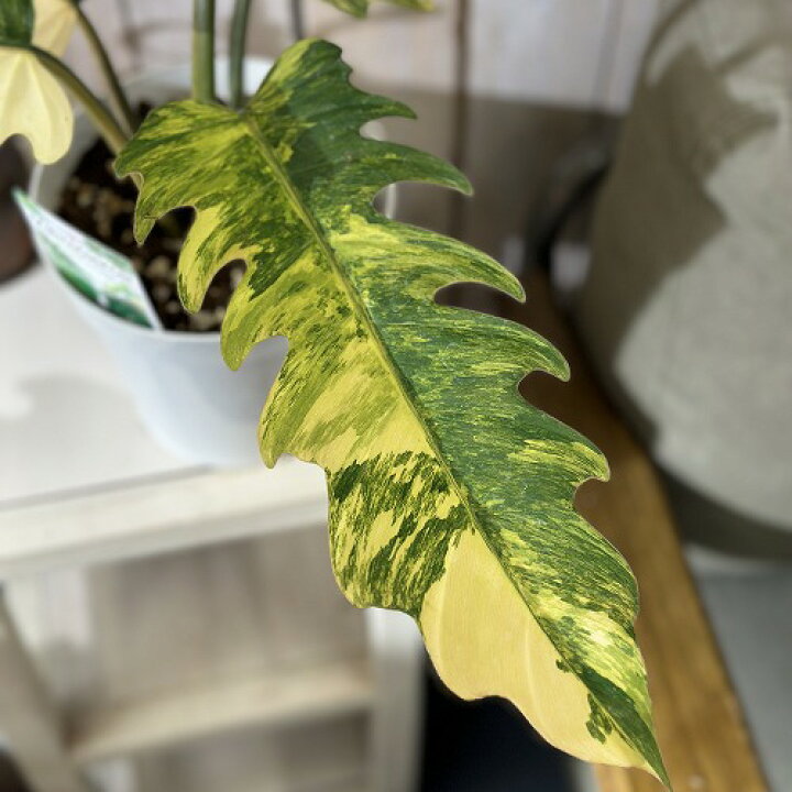 楽天市場】観葉植物 フィロデンドロン キャラメルマーブル 5号 
