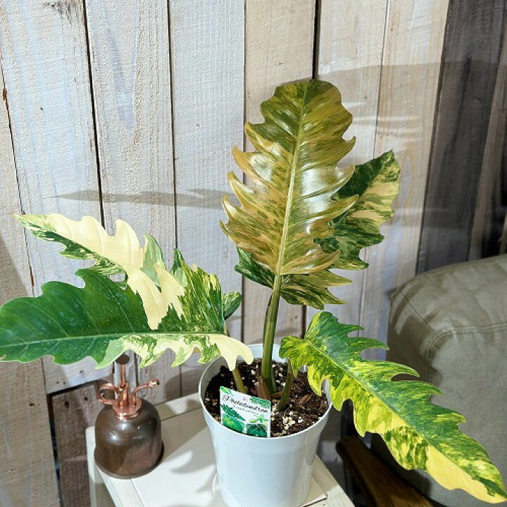 楽天市場】観葉植物 フィロデンドロン キャラメルマーブル 5号 