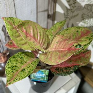 ϗtA@AOIl} }AgO 3.5|bg@CeAO[ | IV JCC 