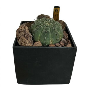 サボテン ギムノカリキウム バッテリー ハビタットスタイル 5号 インテリアグリーン 室内園芸 オシャレ カワイイ 可愛い