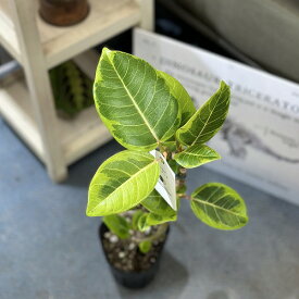 観葉植物　フィカス アルテシマ 曲がり 4号ポット おまかせ1鉢　インテリアグリーン 室内園芸 オシャレ カワイイ 可愛い