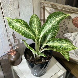 ϗtA@AOIl} pTbv 5@CeAO[ | IV JCC 