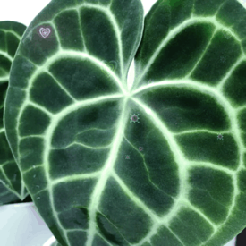 観葉植物　アンスリウム(アンスリューム) クラリネルビウム 5号　レア 珍しい 希少種 インテリア おしゃれ 育てやすい 初心者 かっこいい