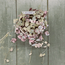 楽天市場】ハートカズラ 苗の通販