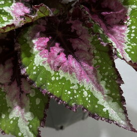 観葉植物　レックスベゴニア ビリーフシリーズ アラスカクリーク 3.5号　インテリア オシャレ カワイイ 可愛い 室内