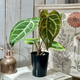 【葉傷みあり】 観葉植物　アンスリウム クリスタリヌム(クリスタリナム) 3号硬質ロング(黒)(個体おまかせ1鉢)　インテリアグリーン 室内園芸 オシャレ カワイイ 可愛い