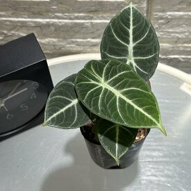 【傷みあり】アロカシア ニンジャ 3号ロングポット(おまかせ1鉢)　観葉植物 レア・希少種・珍しい おしゃれ インテリア 室内