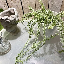 観葉植物　ディスキディア ミリオンハート バリエガータ(斑入り) 4号白鉢　インテリア 可愛い かわいい おしゃれ 育てやすい