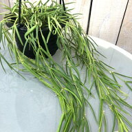 【訳あり】観葉植物 吊り下げ　ホヤ(サクララン) リネアリス 3.5号吊り鉢(※受け皿なし)　インテリア オ…