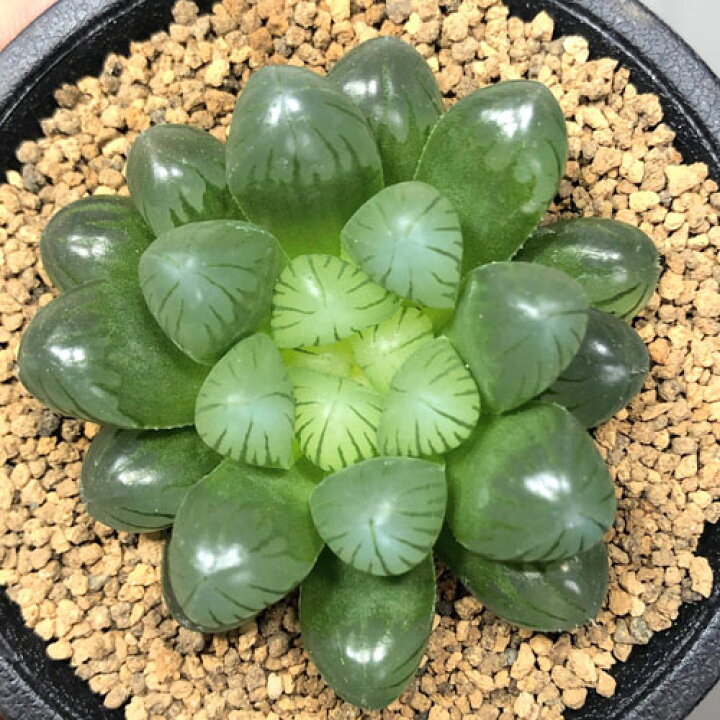 楽天市場 ハオルチア オブツーサ トゥルンカータ ２ ５号 多肉植物 ビザールプランツ オシャレ カッコイイ マニア ｌｅａｆｓ
