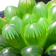 多肉植物　ハオルチア オブツーサ トゥルンカータ 2.5号　インテリア かわいい オシャレ レア 初心者 育…