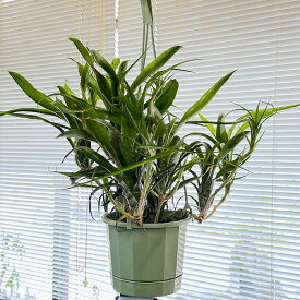 観葉植物　ネオレゲリア パウシフローラ 5号吊り鉢　インテリア オシャレ カワイイ 可愛い 室内