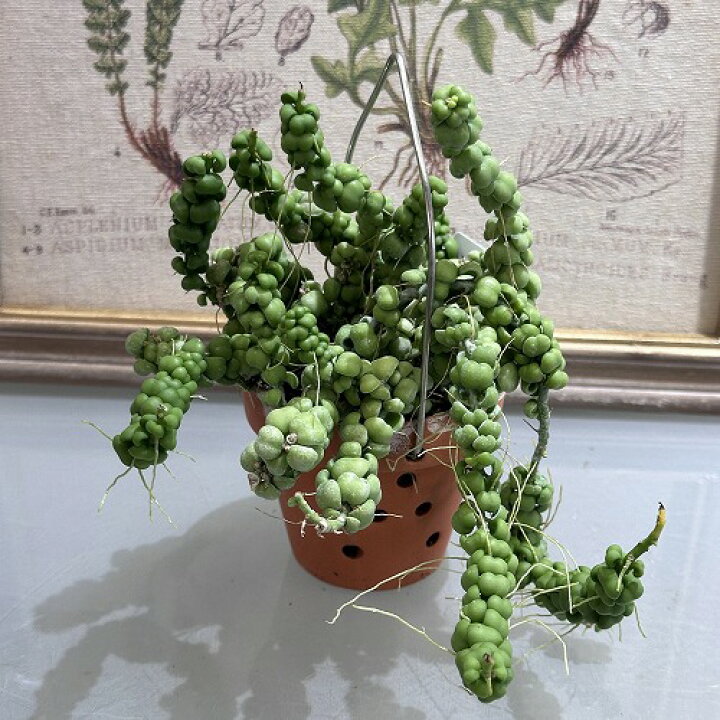 楽天市場】観葉植物 吊り下げ 吊るす ディスキディア ドラゴンジェイド 