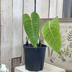 ��! �ϗt�A���@�A���X���E�� �x�C�`�[ 5���݂蔫 ��B�@�̎w��!! �C���e���A ���� �I�V���� �J���C�C ���� ����