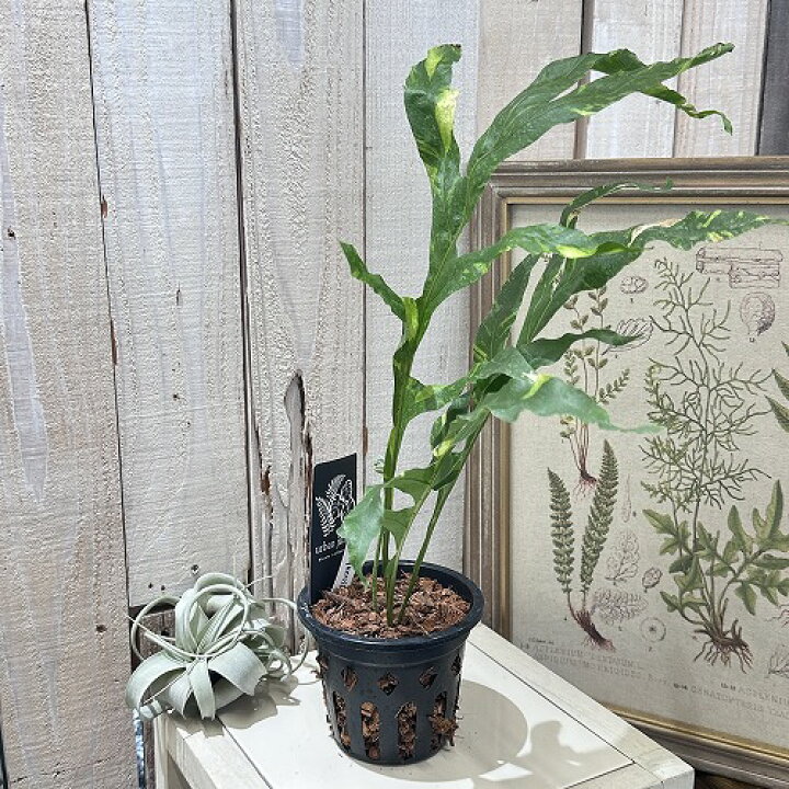 楽天市場】希少! 観葉植物 ドリナリア クエルシフォリア バリエガータ 