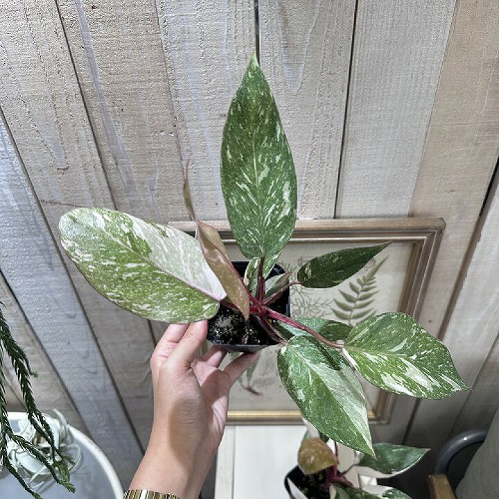 楽天市場】観葉植物 フィロデンドロン ピンクプリンセス マーブル 