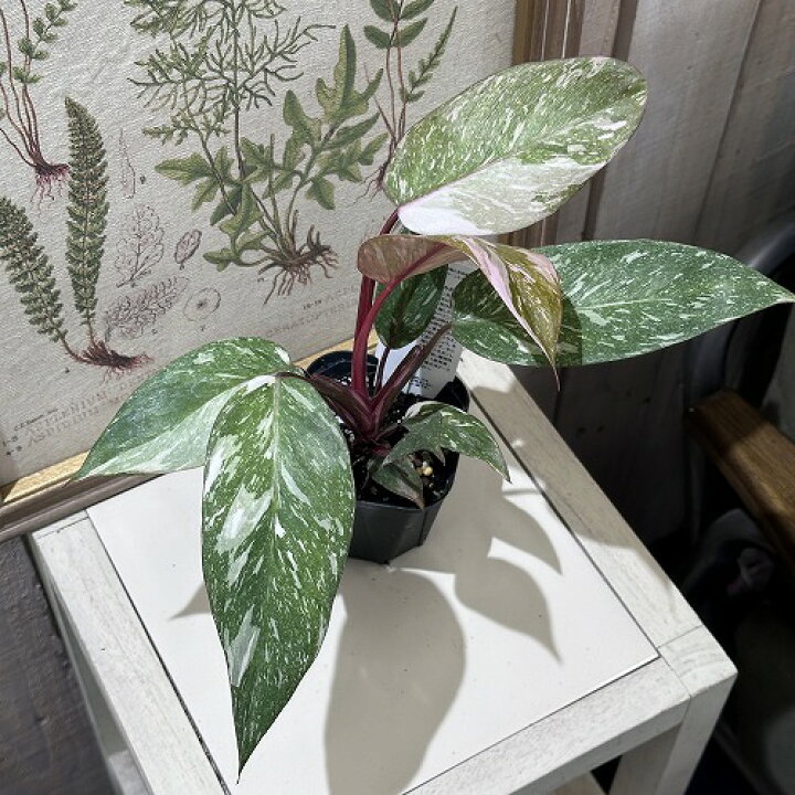楽天市場】観葉植物 フィロデンドロン ピンクプリンセス マーブル 