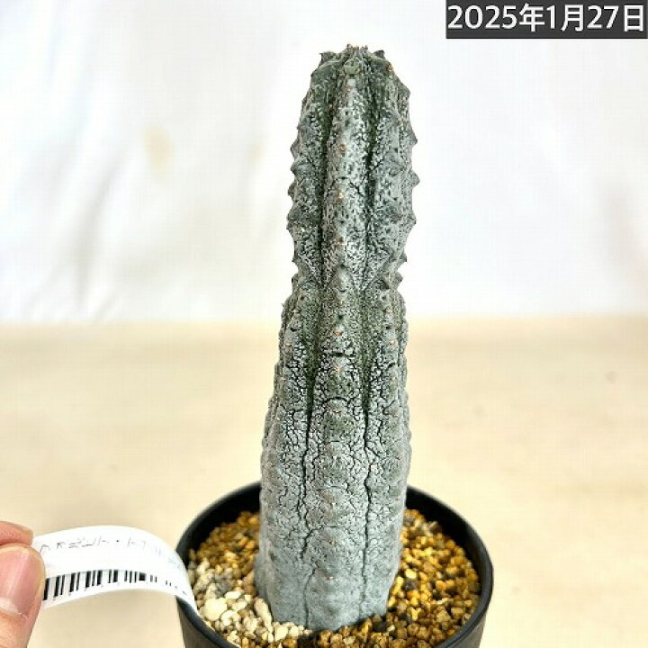 楽天市場】多肉植物 ユーフォルビア アブデルクリ 3.5号 個体B レア 