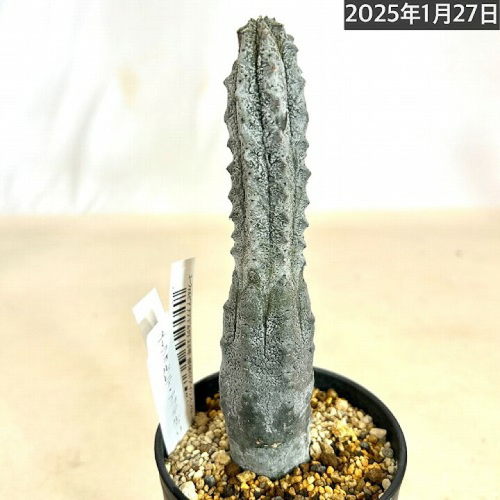 楽天市場】多肉植物 ユーフォルビア アブデルクリ 3.5号 個体C レア 