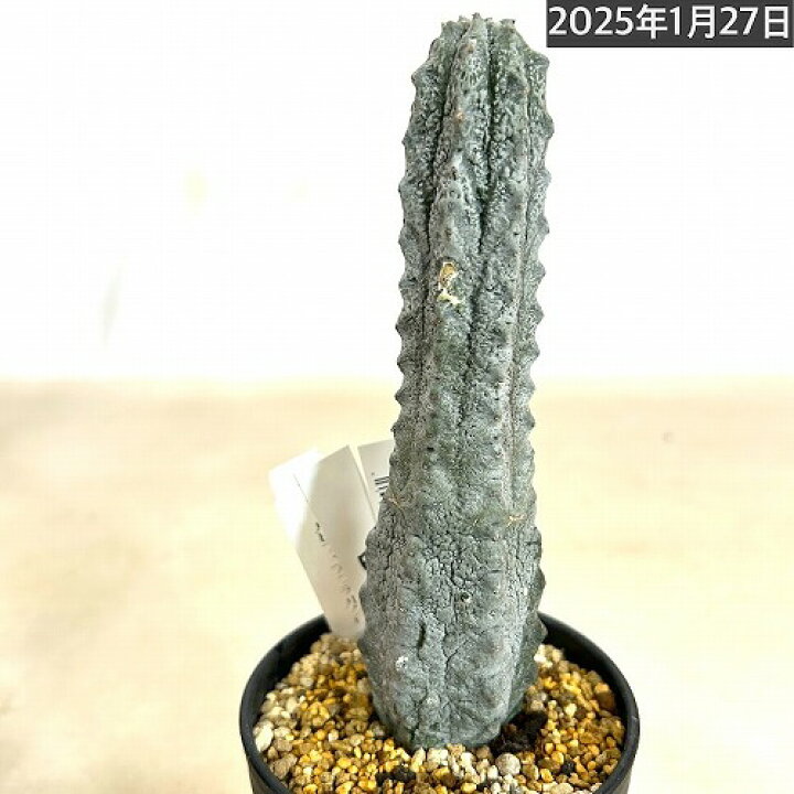 楽天市場】多肉植物 ユーフォルビア アブデルクリ 3.5号 個体F レア 