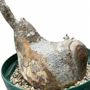 򍪐A R[fbNX@pL|fBE Xc OLX 5Xbgv() B(i)@CeA |  rU[vc