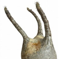 塊根植物 コーデックス　パキポディウム ロスラツム グラキリス 4号丸鉢(黒）個体A(現品)　インテリア 室…