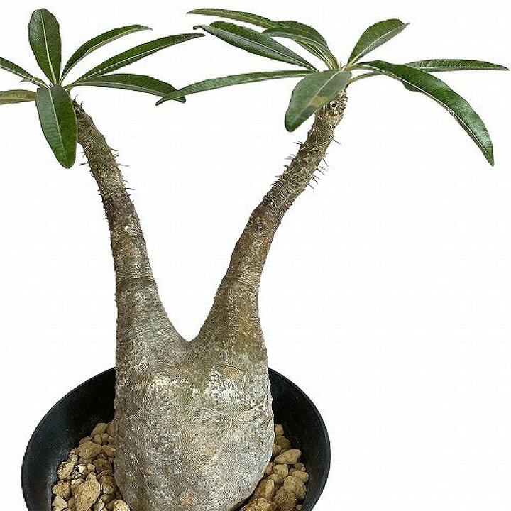 楽天市場】塊根植物 コーデックス パキポディウム ロスラツム 