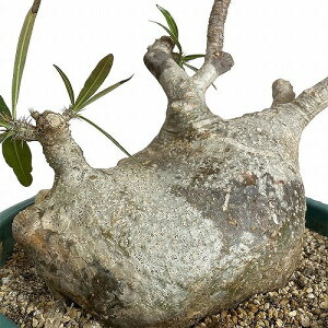 塊根植物 コーデックス 訳あり パキポディウム ロスラツム グラキリス 10号鉢(現品) インテリア 室内園芸 かっこいい ビザールプランツ