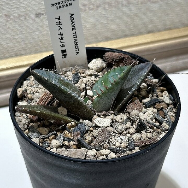 楽天市場】観葉植物 アガベ チタノタ 黒豹 3号 インテリア 室内 