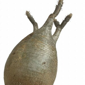 򍪐A R[fbNX@pL|fBE Xc OLX A 3.5(i)@CeAO[ | IV JCC 