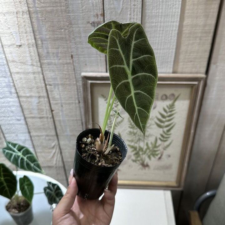 楽天市場】観葉植物 アロカシア ワトソニア 2.5号 ロングポット 