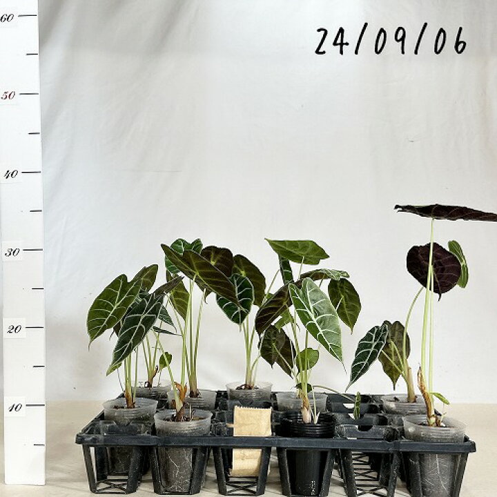 楽天市場】観葉植物 アロカシア ワトソニア 2.5号 ロングポット 