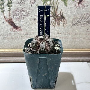 򍪐A R[fbNX@Tb(fBXRA) Gt@eByX 'Elephanthipes' 2.5@CeA  IV JCC  