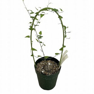 򍪐A R[fbNX@tTb(fBIXRA w~Nv^) 'Hemicrypta' 4 A(i)@CeAO[ | IV JCC 